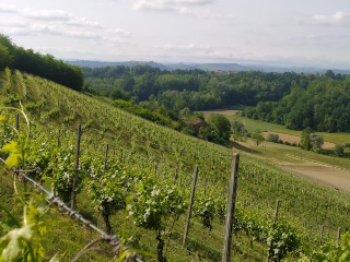 Viticoltura Piwi: innovazione e sostenibilità al centro del convegno di Castelletto Molina