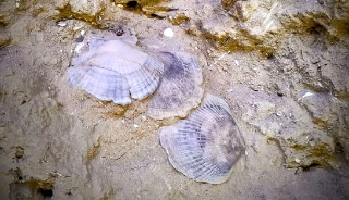 Vinchio e Asti – Weekend nel parcopaleontologico tra flora, fossili e scavi