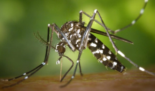 Asti – Confermato un caso di Dengue, scatta la disinfestazione in cinque zone