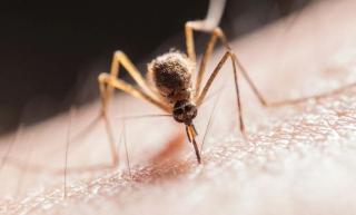 West Nile Virus, situazione sotto controllo nell’Astigiano: l’Asl conferma nessun caso grave