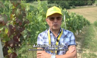 Vigneti, entro il 30 giugno il secondo trattamento obbligatorio contro la Flavescenza dorata: focus sulla ricerca per varietà resistenti