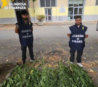 Castagnole Monferrato - Scoperta piantagione di marijuana: denunciato un uomo
