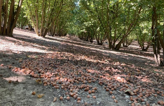 La cascola colpisce ancora: Coldiretti Asti chiede lo stato di emergenza