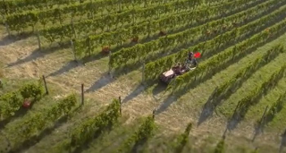 Asti Docg - Vitigni resistenti, parte il progetto pilota per una viticoltura più sostenibile